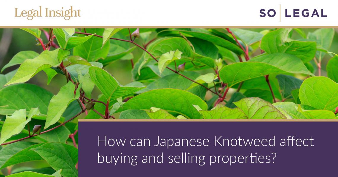 Japanese Knotweed