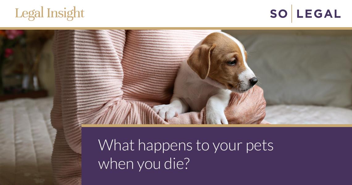 Woman holding a small puppy at home, illustrating planning for pets in a will